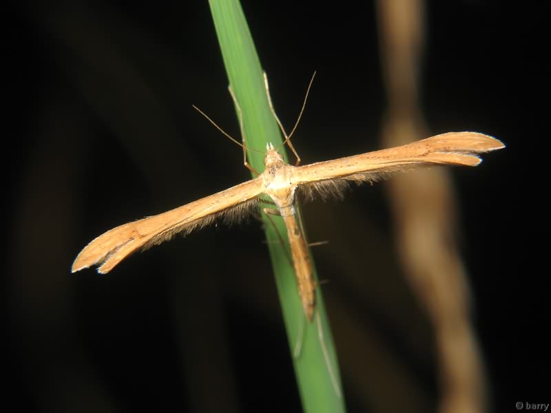Stenoptilia mannii (Zeller, 1852)